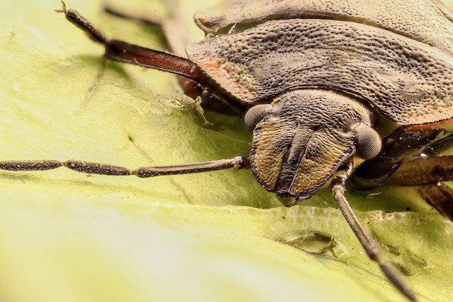 a closeup of a stink bug