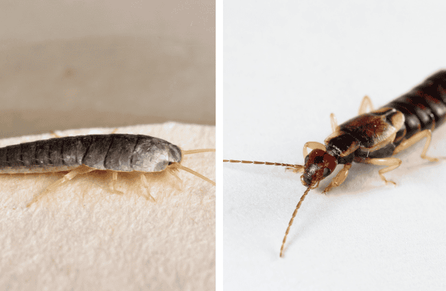 earwigs vs silverfish