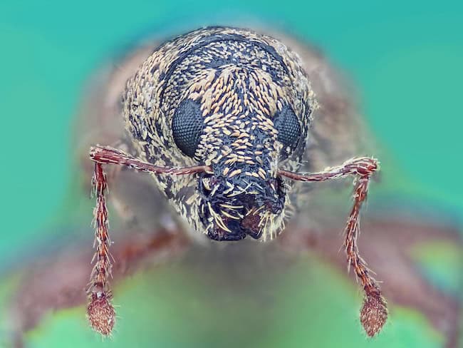 what are weevils