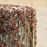 ant colony