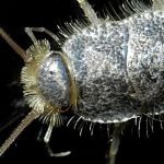 silverfish head