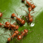 fire ants