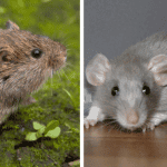 voles vs rats