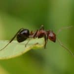 ant on leaf