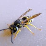 yellowjacket