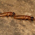 two termites
