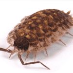 a woodlouse