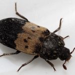 a larder beetle