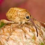 a weevil