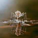 mosquito in standing water