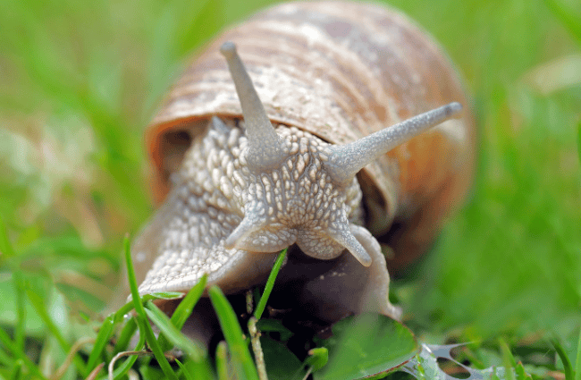 a snail