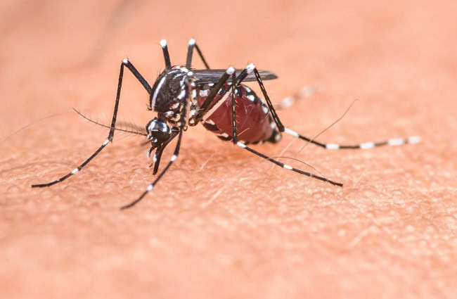 mosquito what to know and prevention